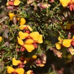 Dillwynia phylicoides at Acton, ACT - 11 Sep 2024