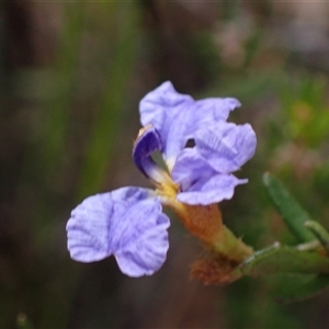 Dampiera stricta at Penrose, NSW - 8 Sep 2024 12:09 PM