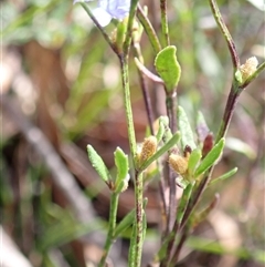 Dampiera stricta at Penrose, NSW - 8 Sep 2024 12:09 PM