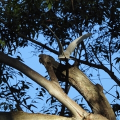 Cacatua sanguinea (Little Corella) at Oakdale, NSW - 8 Sep 2024 by bufferzone