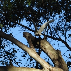 Cacatua sanguinea at Oakdale, NSW - suppressed