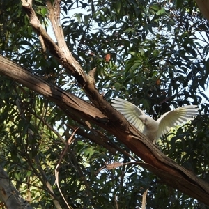 Cacatua sanguinea at Oakdale, NSW - suppressed