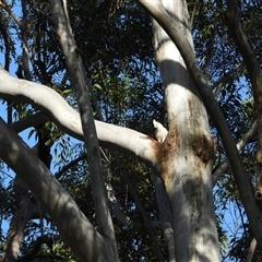 Cacatua sanguinea at Oakdale, NSW - suppressed