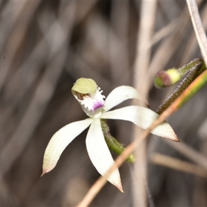 Caladenia ustulata at Acton, ACT - suppressed