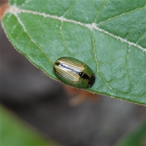 Peltoschema scaphula at Bungonia, NSW - 11 Sep 2024