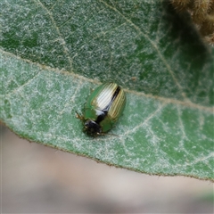 Peltoschema scaphula at Bungonia, NSW - 11 Sep 2024