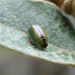 Peltoschema scaphula at Bungonia, NSW - 11 Sep 2024