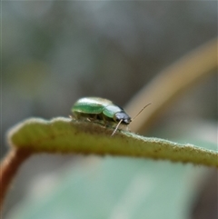 Peltoschema scaphula at Bungonia, NSW - 11 Sep 2024