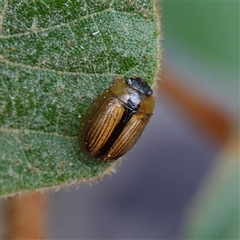 Peltoschema scaphula at Bungonia, NSW - 11 Sep 2024