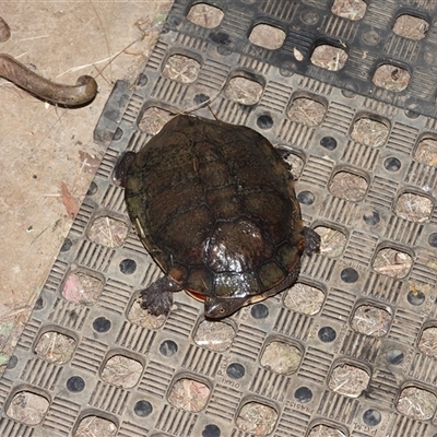 Chelodina longicollis at Oakdale, NSW - 14 Aug 2024 by bufferzone