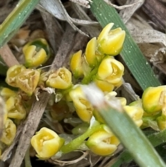 Lomandra bracteata (Small Matrush) at Hawker, ACT - 11 Sep 2024 by Jennybach