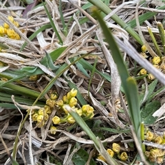 Lomandra bracteata at Hawker, ACT - 11 Sep 2024