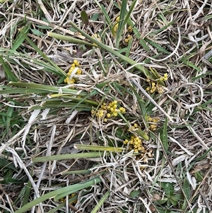 Lomandra bracteata at Hawker, ACT - 11 Sep 2024