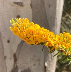 Dillwynia floribunda at Bundanoon, NSW - 8 Sep 2024