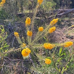 Dillwynia floribunda at Bundanoon, NSW - 8 Sep 2024 01:26 PM