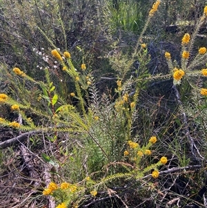 Dillwynia floribunda at Bundanoon, NSW - 8 Sep 2024