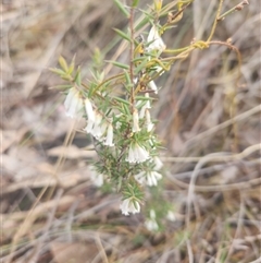 Styphelia fletcheri subsp. brevisepala (Twin Flower Beard-Heath) at Acton, ACT - 12 Sep 2024 by noompsky