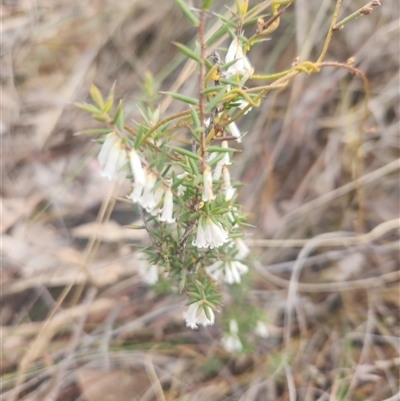 Styphelia fletcheri subsp. brevisepala (Twin Flower Beard-Heath) at Acton, ACT - 12 Sep 2024 by Noompsky