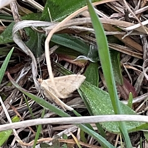 Scopula rubraria at Hawker, ACT - 11 Sep 2024