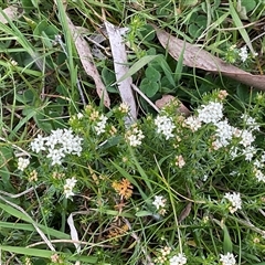 Asperula conferta (Common Woodruff) at Hawker, ACT - 11 Sep 2024 by Jennybach