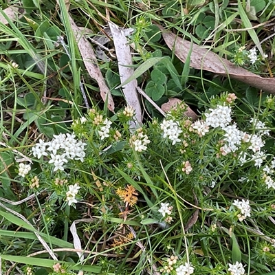 Asperula conferta (Common Woodruff) at Hawker, ACT - 11 Sep 2024 by Jennybach