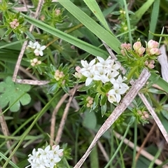 Asperula conferta at Hawker, ACT - 11 Sep 2024