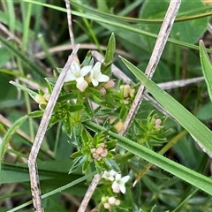 Asperula conferta at Hawker, ACT - 11 Sep 2024