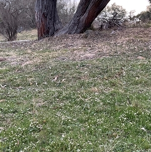 Asperula conferta at Hawker, ACT - 11 Sep 2024 05:09 PM