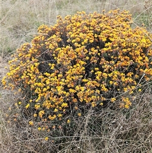 Dillwynia sp. Yetholme (P.C.Jobson 5080) NSW Herbarium at Googong, NSW - 12 Sep 2024