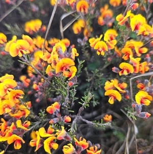 Dillwynia sp. Yetholme (P.C.Jobson 5080) NSW Herbarium at Googong, NSW - 12 Sep 2024