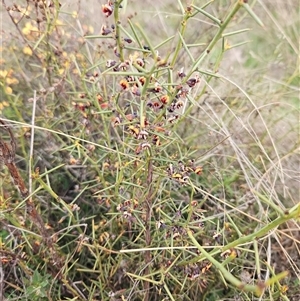 Daviesia genistifolia at Googong, NSW - 12 Sep 2024 02:07 PM