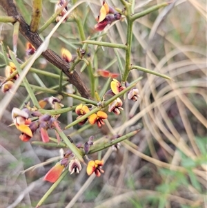 Daviesia genistifolia at Googong, NSW - 12 Sep 2024 02:07 PM