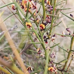 Daviesia genistifolia at Googong, NSW - 12 Sep 2024 02:07 PM