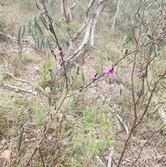 Indigofera australis subsp. australis (Australian Indigo) at Acton, ACT - 12 Sep 2024 by Noompsky