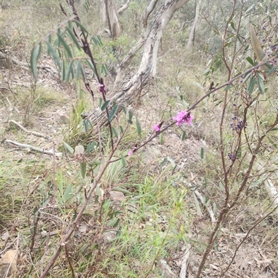 Indigofera australis subsp. australis (Australian Indigo) at Acton, ACT - 12 Sep 2024 by noompsky