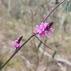 Indigofera australis subsp. australis at Acton, ACT - 12 Sep 2024 02:15 PM