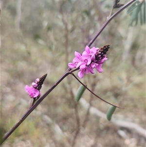 Indigofera australis subsp. australis at Acton, ACT - 12 Sep 2024