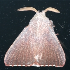 Pararguda rufescens (Rufous Snout Moth) at Rosedale, NSW - 8 Sep 2024 by jb2602