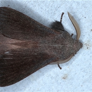 Pararguda rufescens at Rosedale, NSW - 8 Sep 2024 07:48 PM