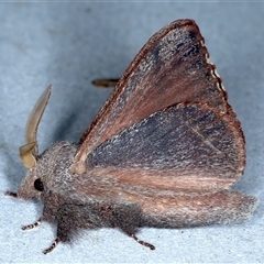 Pararguda rufescens at Rosedale, NSW - 8 Sep 2024 07:48 PM