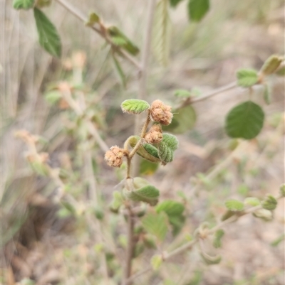 Pomaderris betulina subsp. betulina (Birch Pomaderris) at Acton, ACT - 12 Sep 2024 by Noompsky