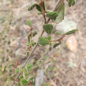 Pomaderris betulina subsp. betulina at Acton, ACT - 12 Sep 2024