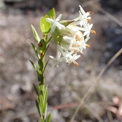 Pimelea linifolia subsp. linifolia (Queen of the Bush, Slender Rice-flower) at Isaacs, ACT - 5 Sep 2024 by AnneG1