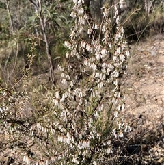 Styphelia fletcheri subsp. brevisepala (Twin Flower Beard-Heath) at Isaacs, ACT - 5 Sep 2024 by AnneG1