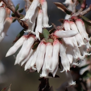 Styphelia fletcheri subsp. brevisepala at Isaacs, ACT - 5 Sep 2024