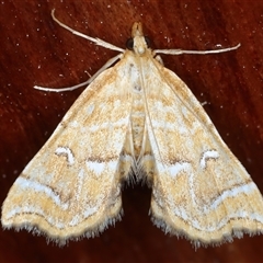 Musotima ochropteralis (A Crambid moth) at Rosedale, NSW - 8 Sep 2024 by jb2602