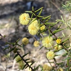 Acacia ulicifolia (Prickly Moses) at Isaacs, ACT - 5 Sep 2024 by AnneG1