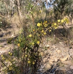 Acacia ulicifolia at Isaacs, ACT - 5 Sep 2024