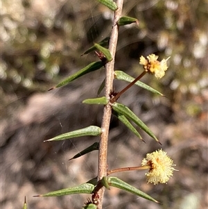 Acacia ulicifolia at Isaacs, ACT - 5 Sep 2024