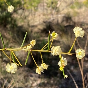 Acacia genistifolia at Isaacs, ACT - 5 Sep 2024